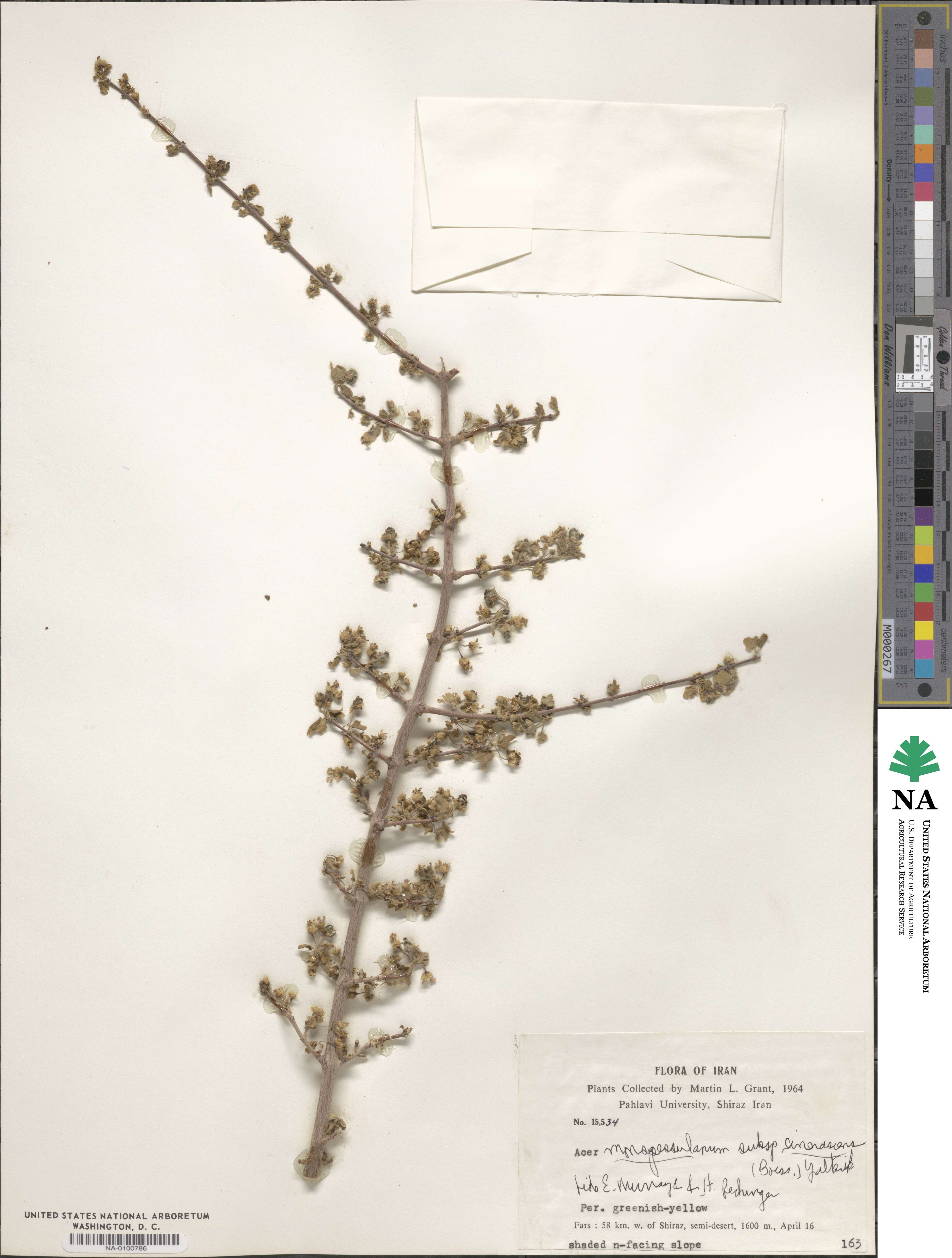 Acer monspessulanum subsp. assyriacum image