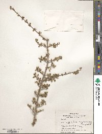 Acer monspessulanum image