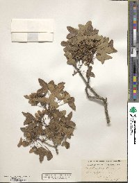 Acer monspessulanum image