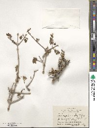 Acer monspessulanum subsp. persicum image