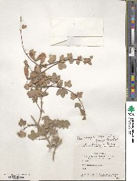 Acer monspessulanum image