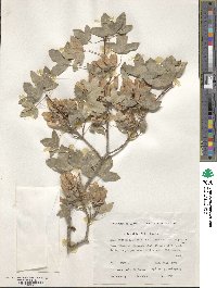 Acer monspessulanum image