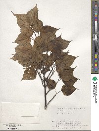 Acer morifolium image