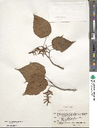 Acer morifolium image