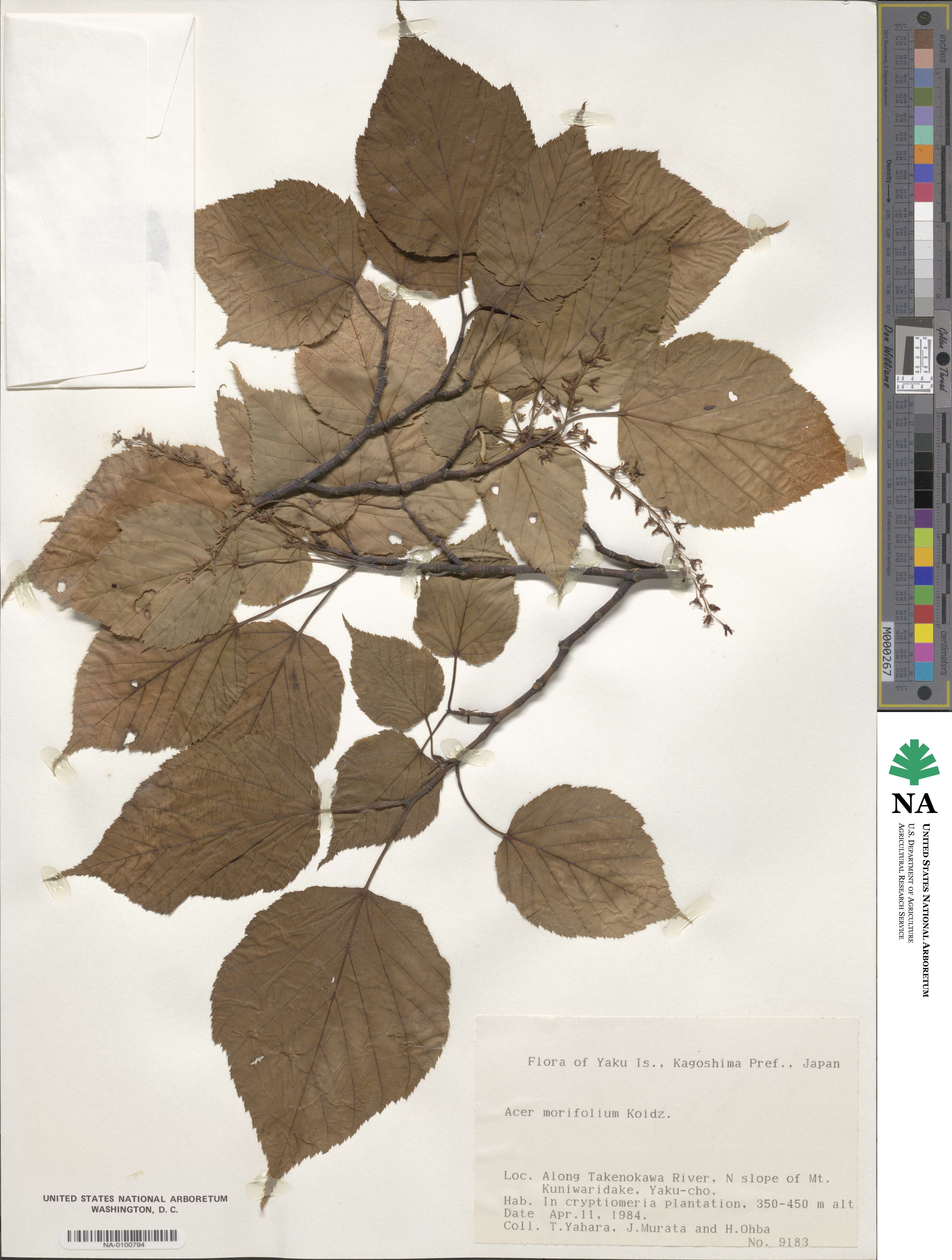 Acer morifolium image