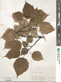 Acer morifolium image