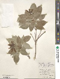 Acer oblongum var. itoanum image