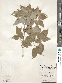 Acer oblongum var. itoanum image