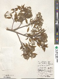 Acer oblongum var. itoanum image