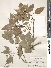 Acer oblongum var. itoanum image