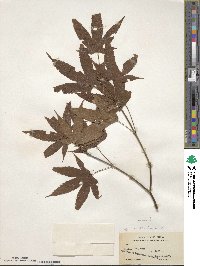 Acer oliverianum image