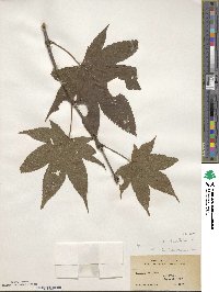 Acer oliverianum image