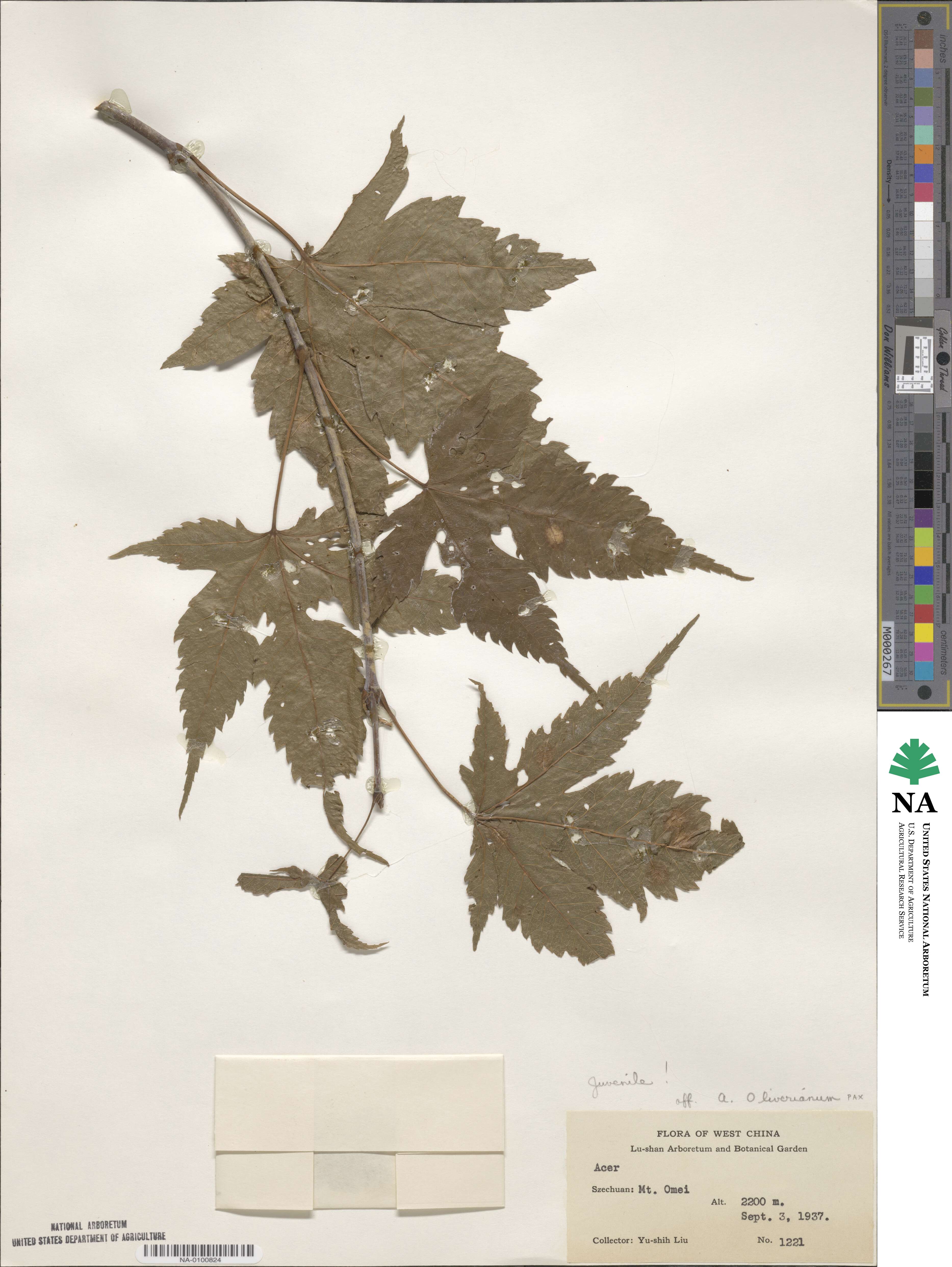 Acer oliverianum image