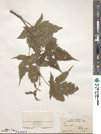 Acer oliverianum image