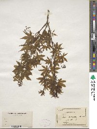 Acer palmatum image