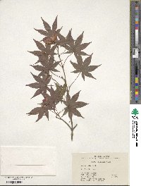 Acer palmatum image