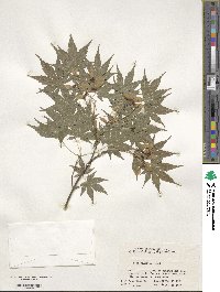 Acer palmatum image