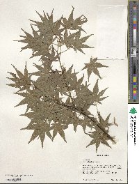 Acer palmatum image