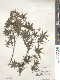 Acer palmatum image