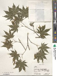 Acer palmatum image