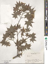 Acer palmatum var. amoenum image