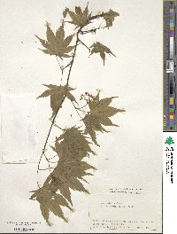 Acer palmatum var. amoenum image