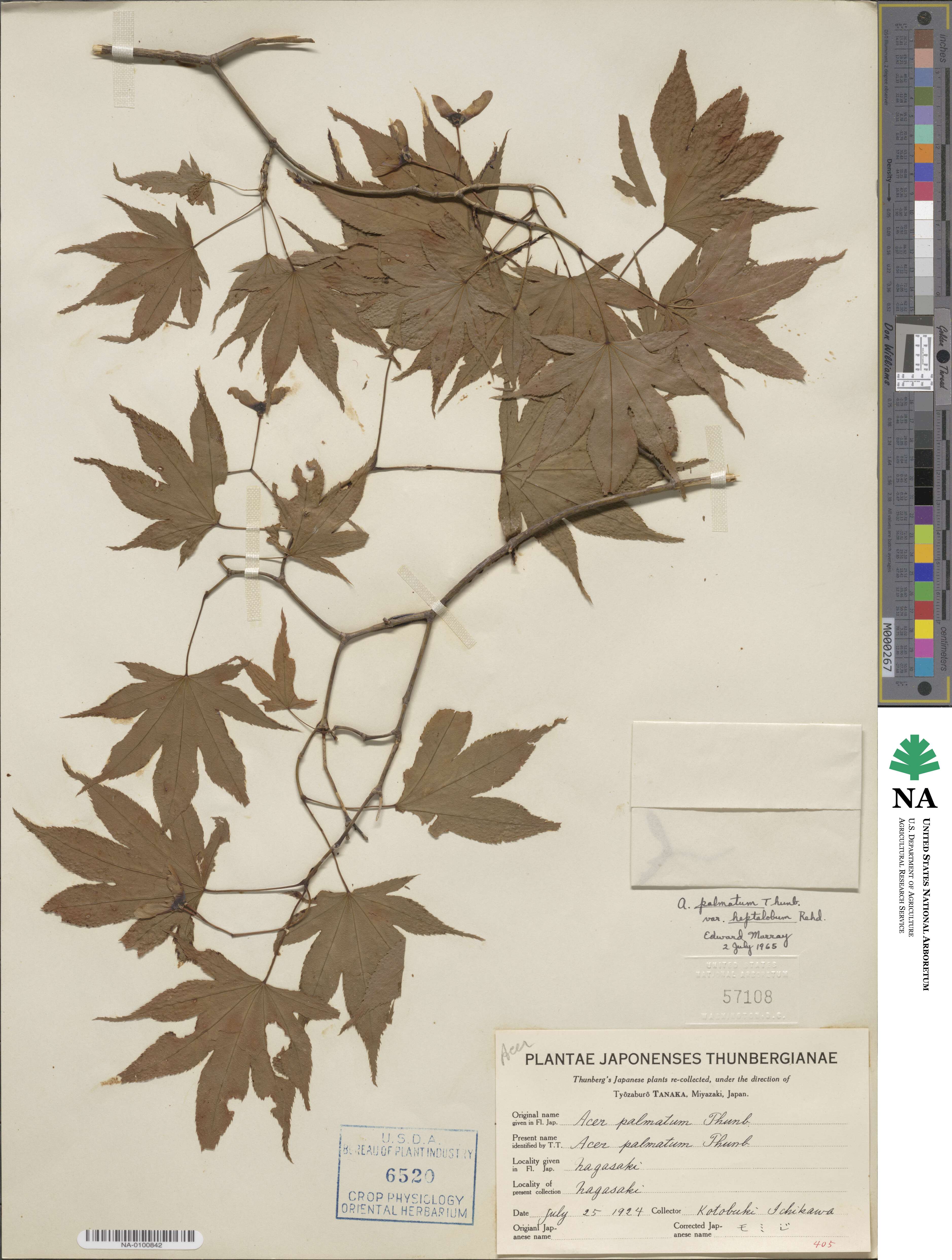 Acer palmatum var. amoenum image