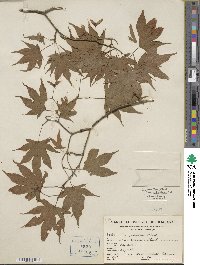 Acer palmatum image