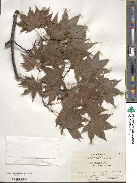 Acer palmatum var. amoenum image