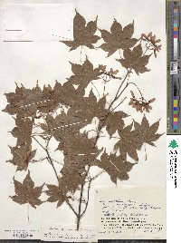 Acer palmatum image