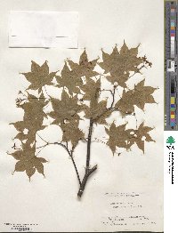 Acer palmatum var. amoenum image