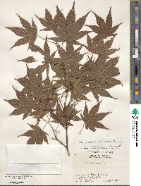 Acer palmatum var. amoenum image