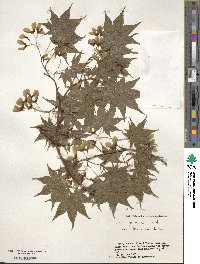 Acer palmatum var. amoenum image