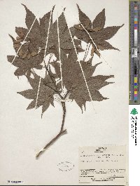 Acer palmatum image