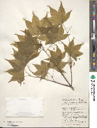 Acer palmatum var. amoenum image