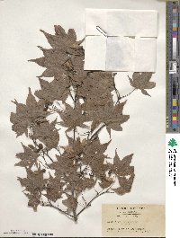 Acer palmatum image