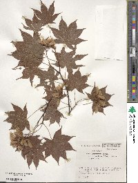 Acer palmatum var. amoenum image