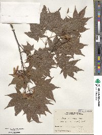 Acer palmatum var. amoenum image