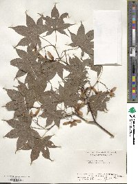 Acer palmatum image