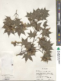 Acer palmatum var. amoenum image