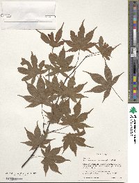 Acer palmatum var. amoenum image