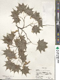 Acer palmatum var. amoenum image