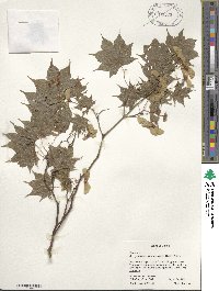 Acer palmatum image