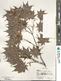 Acer palmatum var. amoenum image