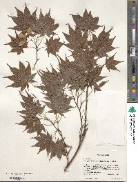 Acer palmatum var. amoenum image