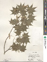 Acer palmatum var. amoenum image