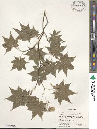 Acer palmatum var. amoenum image