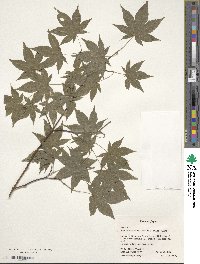 Acer palmatum image