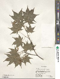 Acer palmatum var. amoenum image