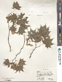 Acer palmatum image